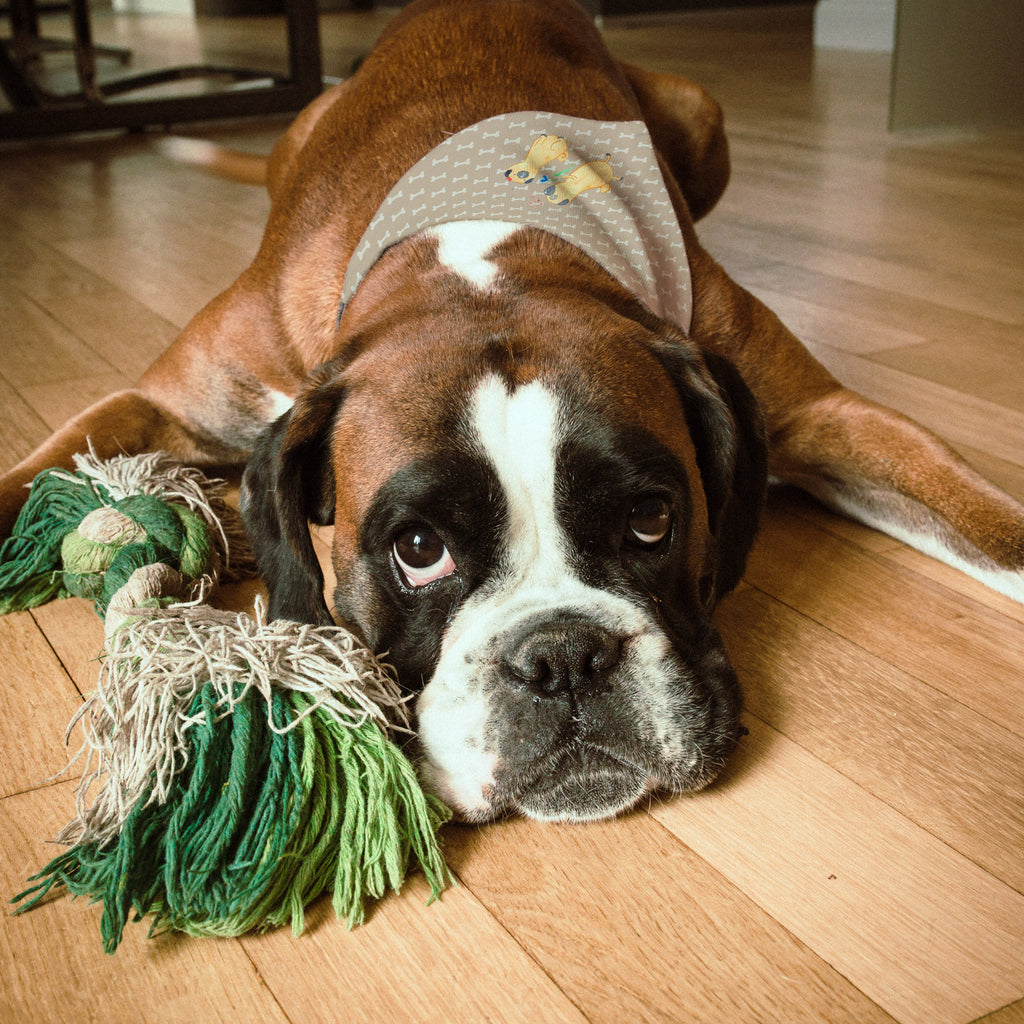Hundehalstuch L Mops verliebt Hundehalstuch, Halstuch, Hunde, Tuch, groß, große Hunde, Hund, Hundemotiv, Haustier, Hunderasse, Tierliebhaber, Hundebesitzer, Sprüche, Mops, Möpse, Hundeliebe, verliebt, Liebe, Liebesspruch. Verlobt, Geschenk Freund, Partner