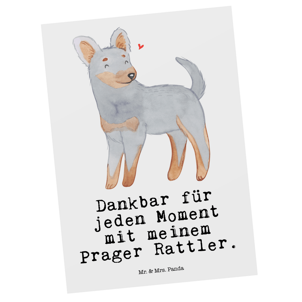Postkarte Prager Rattler Moment Geschenkkarte, Grußkarte, Karte, Einladung, Ansichtskarte, Geburtstagskarte, Einladungskarte, Dankeskarte, Hund, Hunderasse, Rassehund, Hundebesitzer, Geschenk, Tierfreund, Schenken, Welpe, Pincher, Prager Rattler
