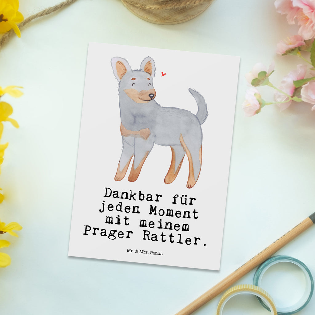 Postkarte Prager Rattler Moment Geschenkkarte, Grußkarte, Karte, Einladung, Ansichtskarte, Geburtstagskarte, Einladungskarte, Dankeskarte, Hund, Hunderasse, Rassehund, Hundebesitzer, Geschenk, Tierfreund, Schenken, Welpe, Pincher, Prager Rattler