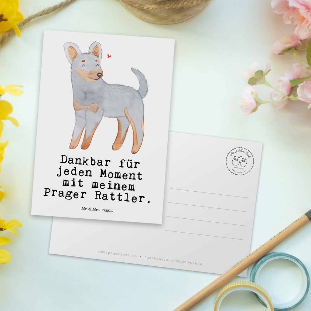 Postkarte Prager Rattler Moment Geschenkkarte, Grußkarte, Karte, Einladung, Ansichtskarte, Geburtstagskarte, Einladungskarte, Dankeskarte, Hund, Hunderasse, Rassehund, Hundebesitzer, Geschenk, Tierfreund, Schenken, Welpe, Pincher, Prager Rattler