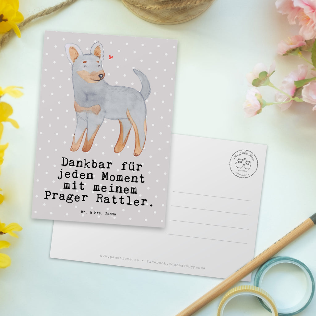 Postkarte Prager Rattler Moment Geschenkkarte, Grußkarte, Karte, Einladung, Ansichtskarte, Geburtstagskarte, Einladungskarte, Dankeskarte, Hund, Hunderasse, Rassehund, Hundebesitzer, Geschenk, Tierfreund, Schenken, Welpe, Pincher, Prager Rattler