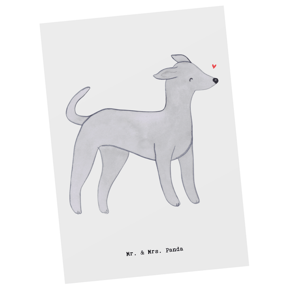 Postkarte Italienisches Windspiel Moment Geschenkkarte, Grußkarte, Karte, Einladung, Ansichtskarte, Geburtstagskarte, Einladungskarte, Dankeskarte, Hund, Hunderasse, Rassehund, Hundebesitzer, Geschenk, Tierfreund, Schenken, Welpe, Italienisches Windspiel, Windhund, Italian Greyhound