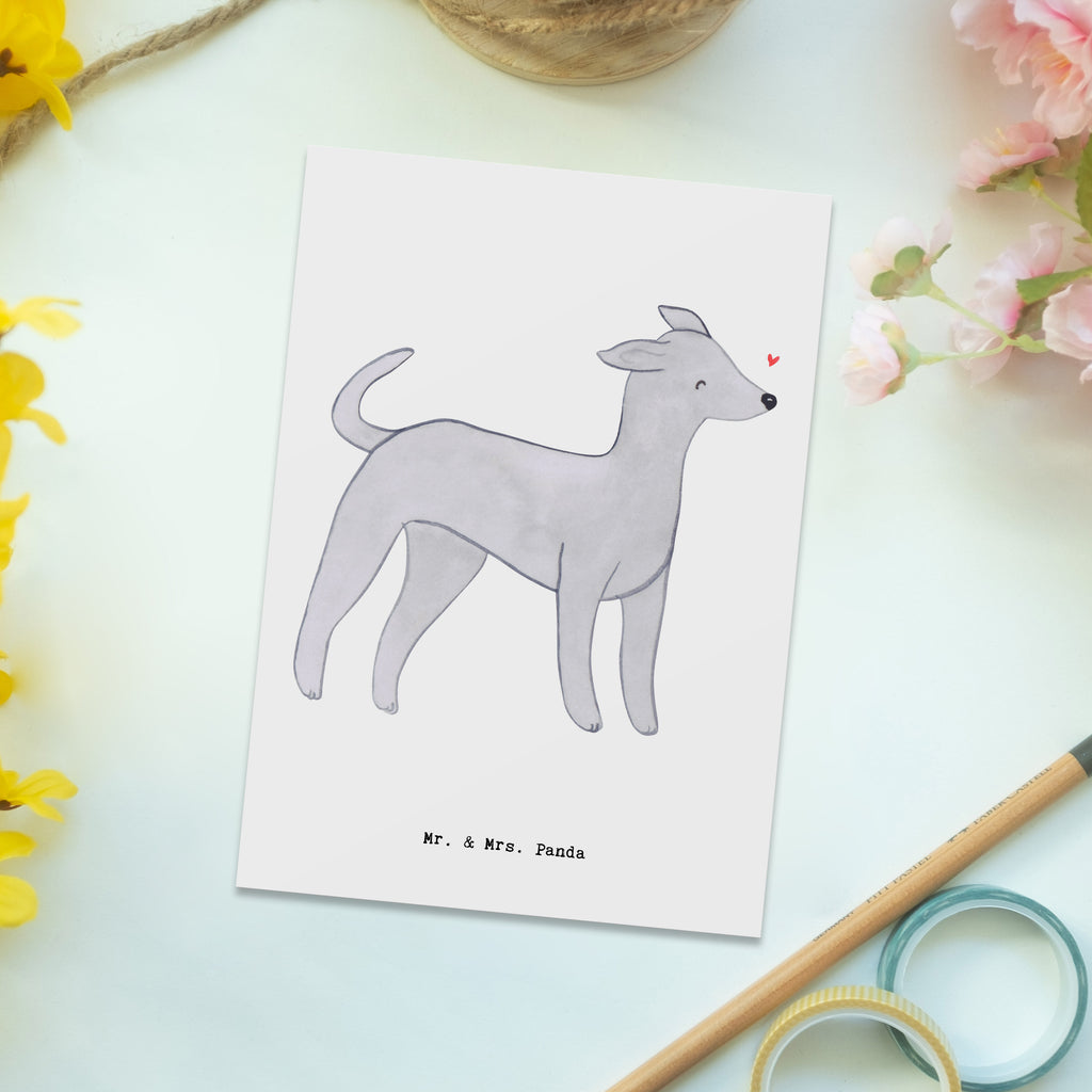 Postkarte Italienisches Windspiel Moment Geschenkkarte, Grußkarte, Karte, Einladung, Ansichtskarte, Geburtstagskarte, Einladungskarte, Dankeskarte, Hund, Hunderasse, Rassehund, Hundebesitzer, Geschenk, Tierfreund, Schenken, Welpe, Italienisches Windspiel, Windhund, Italian Greyhound