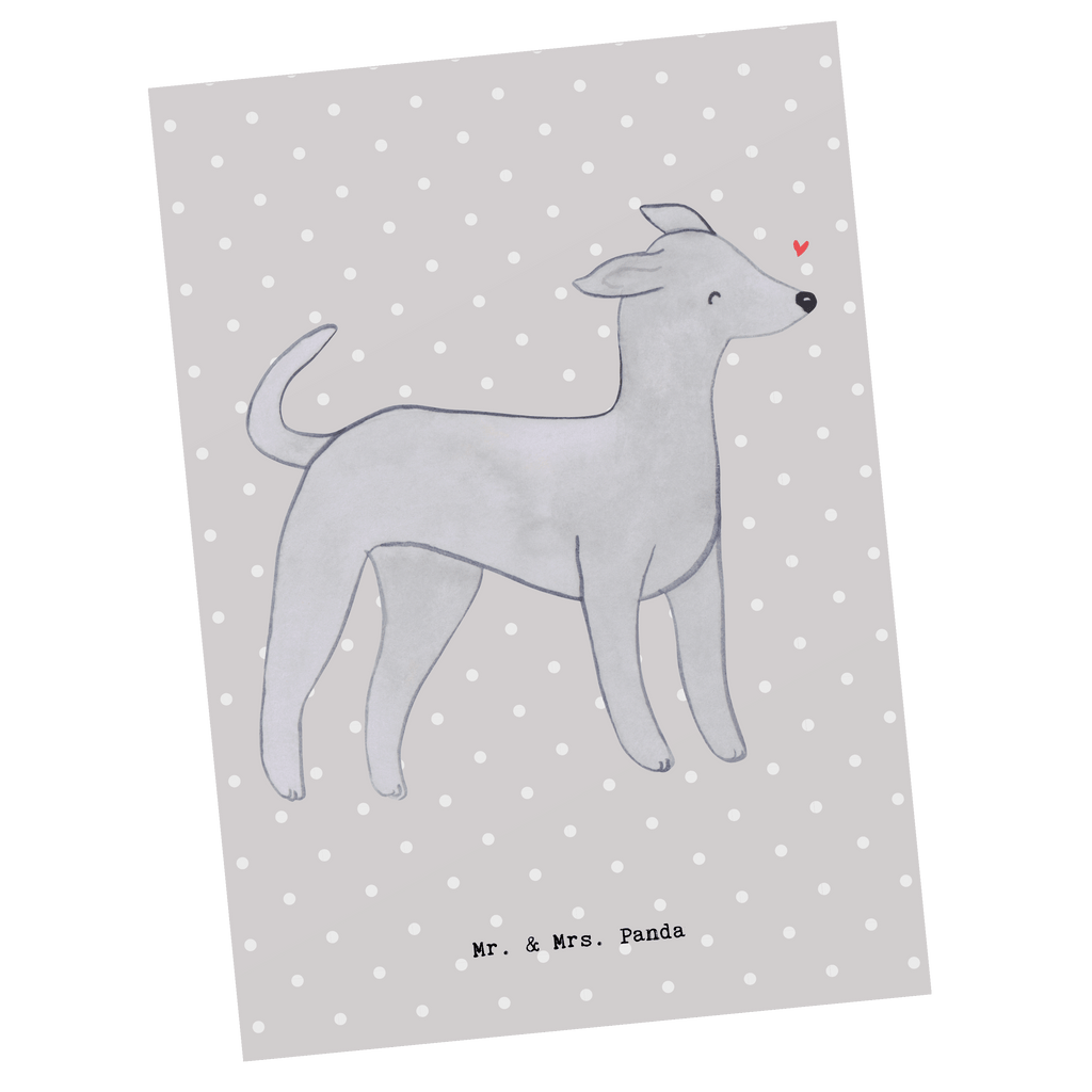 Postkarte Italienisches Windspiel Moment Geschenkkarte, Grußkarte, Karte, Einladung, Ansichtskarte, Geburtstagskarte, Einladungskarte, Dankeskarte, Hund, Hunderasse, Rassehund, Hundebesitzer, Geschenk, Tierfreund, Schenken, Welpe, Italienisches Windspiel, Windhund, Italian Greyhound