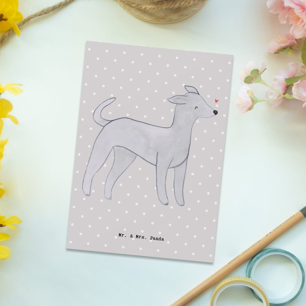 Postkarte Italienisches Windspiel Moment Geschenkkarte, Grußkarte, Karte, Einladung, Ansichtskarte, Geburtstagskarte, Einladungskarte, Dankeskarte, Hund, Hunderasse, Rassehund, Hundebesitzer, Geschenk, Tierfreund, Schenken, Welpe, Italienisches Windspiel, Windhund, Italian Greyhound