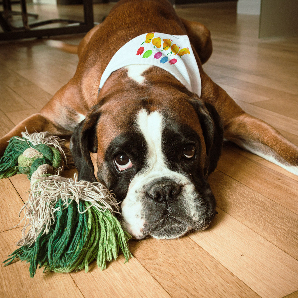 Hundehalstuch L Küken Parade Hundehalstuch, Halstuch, Hunde, Tuch, groß, große Hunde, Ostern, Osterhase, Ostergeschenke, Osternest, Osterdeko, Geschenk zu Ostern, Küken, Parade, Tulpen, Frohe Ostern, Ostergrüße, Blumen