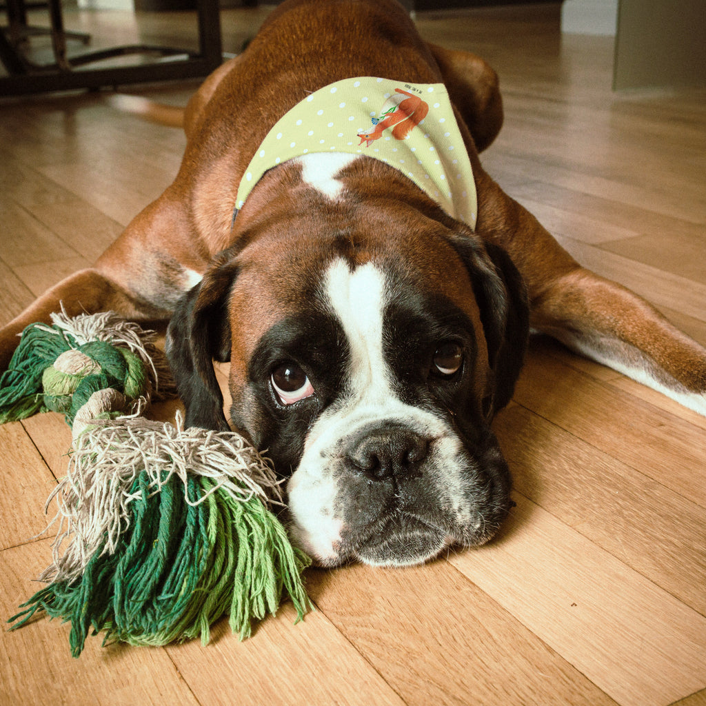 Hundehalstuch L Eichhörnchen Blume Hundehalstuch, Halstuch, Hunde, Tuch, groß, große Hunde, Tiermotive, Gute Laune, lustige Sprüche, Tiere, Eichhörnchen, Eichhorn, Spruch positiv, Lachen, Spaß, Motivation Sprüche, Motivation Bilder, glücklich Spruch, Spruch Deko