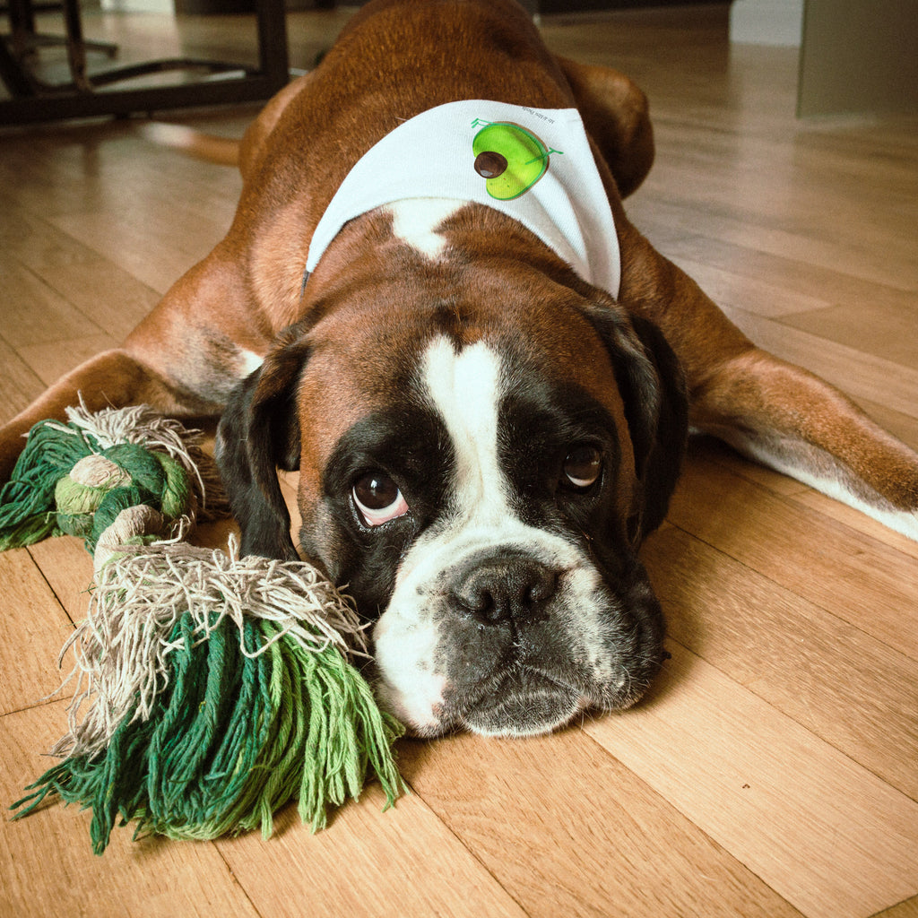 Hundehalstuch L Avocado schwanger Hundehalstuch, Halstuch, Hunde, Tuch, groß, große Hunde, Avocado, Veggie, Vegan, Gesund, schwanger, Schwangerschaft, Babyparty, Babyshower