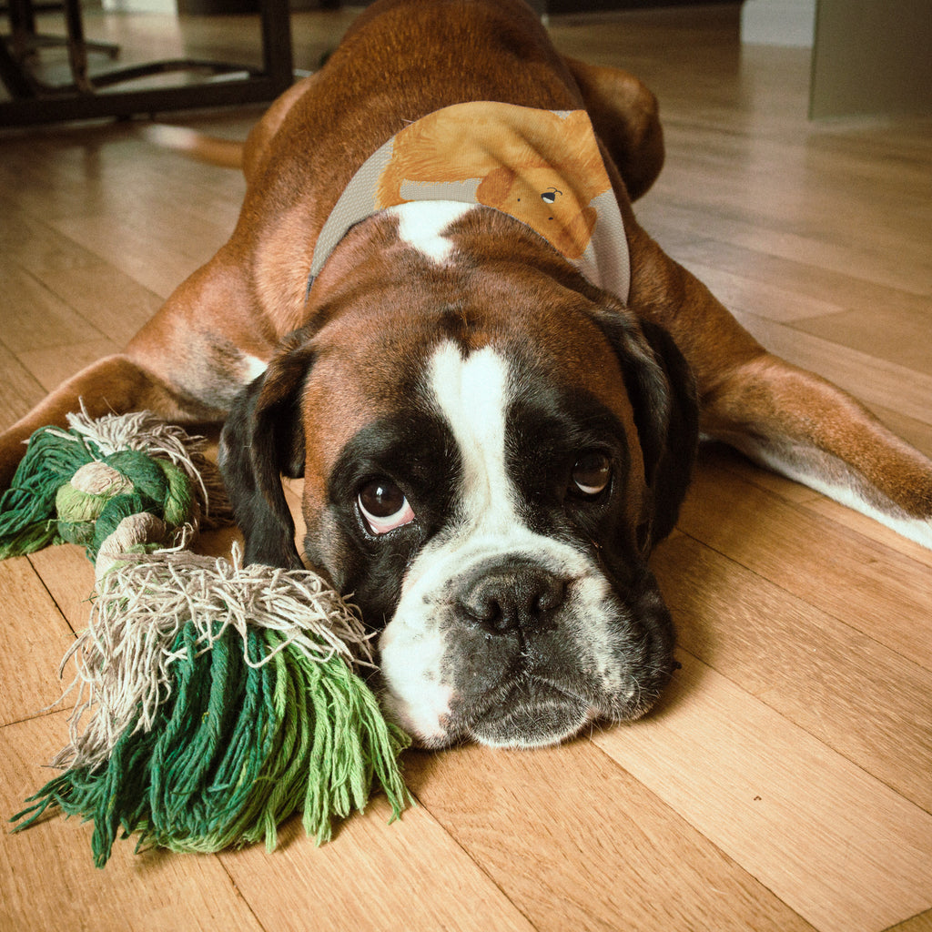 Hundehalstuch L Hund flauschig Hundehalstuch, Halstuch, Hunde, Tuch, groß, große Hunde, Hund, Hundemotiv, Haustier, Hunderasse, Tierliebhaber, Hundebesitzer, Sprüche, Frauchen, Hundemama, Hundeliebe