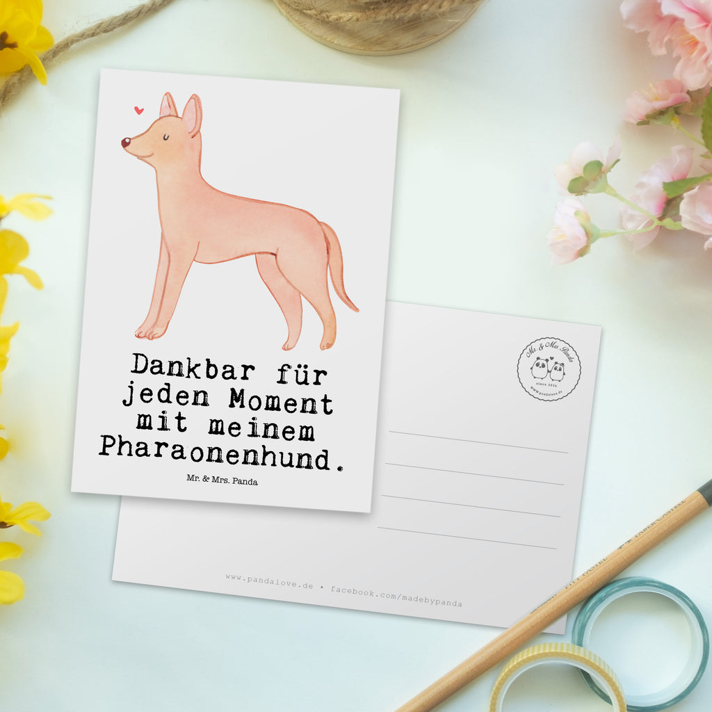 Postkarte Pharaonenhund Moment Geschenkkarte, Grußkarte, Karte, Einladung, Ansichtskarte, Geburtstagskarte, Einladungskarte, Dankeskarte, Hund, Hunderasse, Rassehund, Hundebesitzer, Geschenk, Tierfreund, Schenken, Welpe, Pharaonenhund, Pharaoh Hound, Kelb tal-Fenek