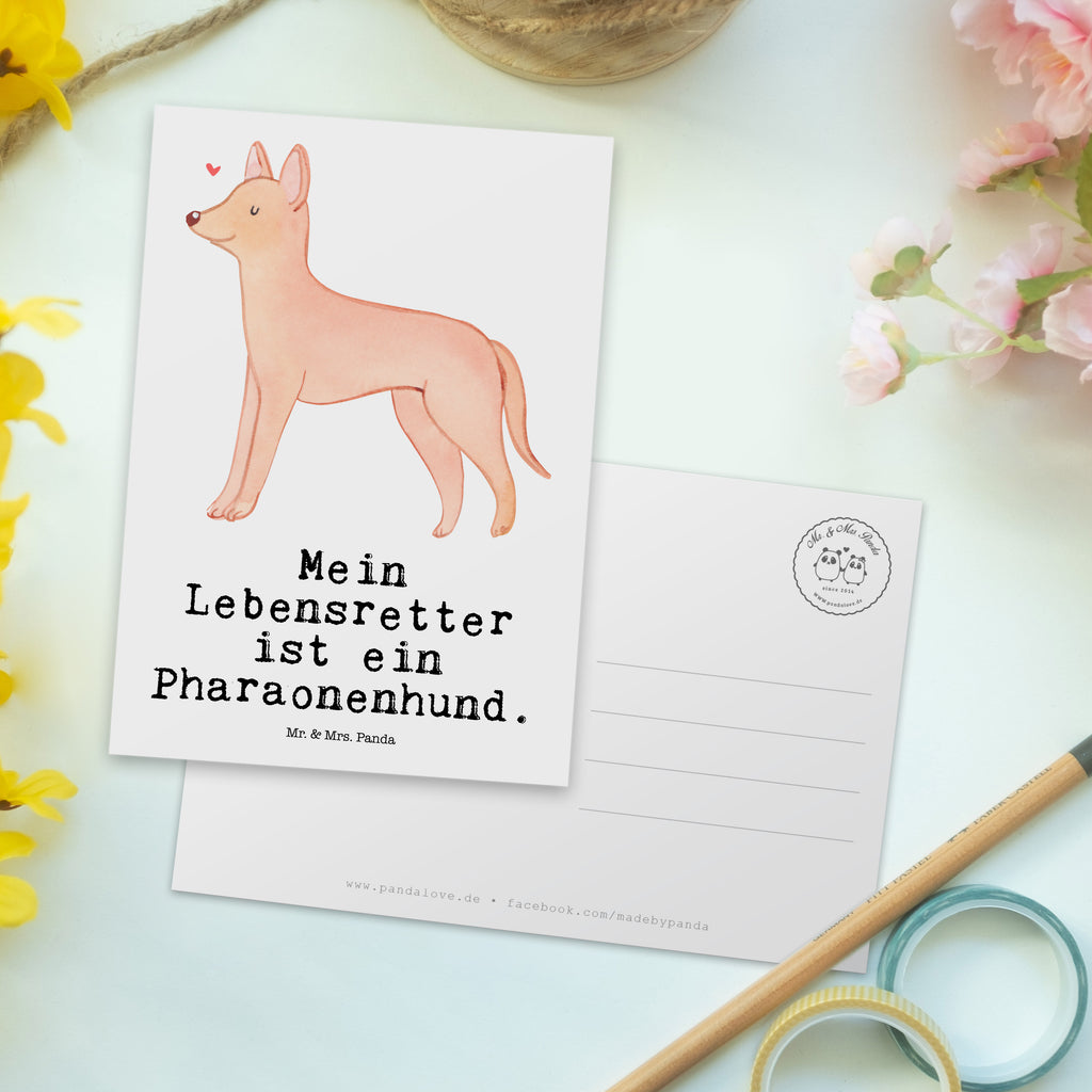 Postkarte Pharaonenhund Lebensretter Geschenkkarte, Grußkarte, Karte, Einladung, Ansichtskarte, Geburtstagskarte, Einladungskarte, Dankeskarte, Hund, Hunderasse, Rassehund, Hundebesitzer, Geschenk, Tierfreund, Schenken, Welpe, Pharaonenhund, Pharaoh Hound, Kelb tal-Fenek