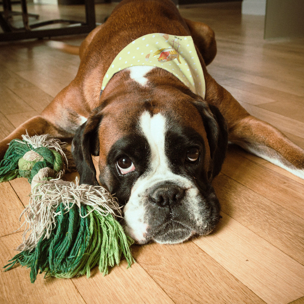Hundehalstuch L Rotkehlchen mit Federn Hundehalstuch, Halstuch, Hunde, Tuch, groß, große Hunde, Tiermotive, Gute Laune, lustige Sprüche, Tiere, What if i fall, Rotkehlchen, Spruch Motivation, Spruch Mut, Vogel, Motivation Sprüche, Motivationsbilder, fliegen