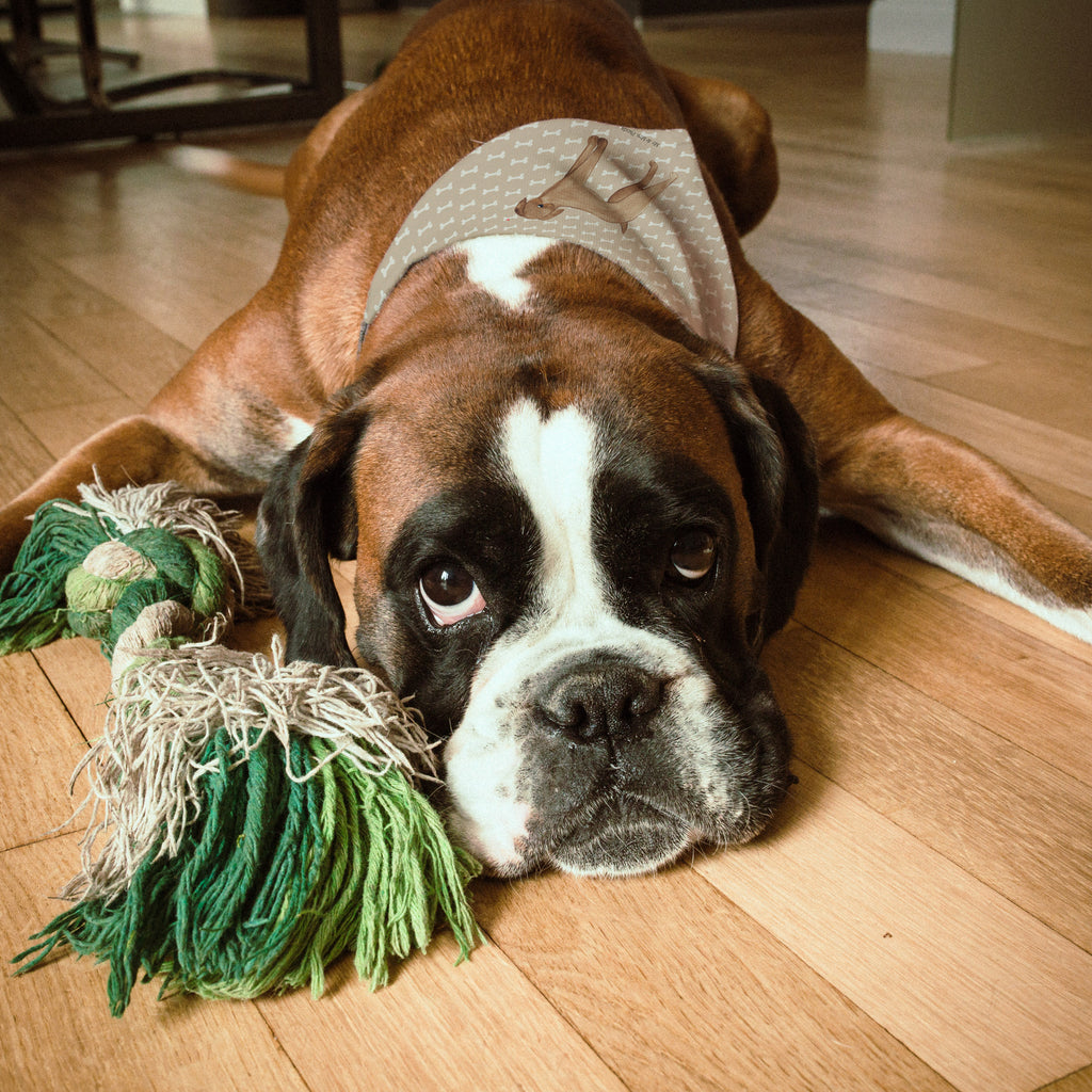 Hundehalstuch Hund Dogge