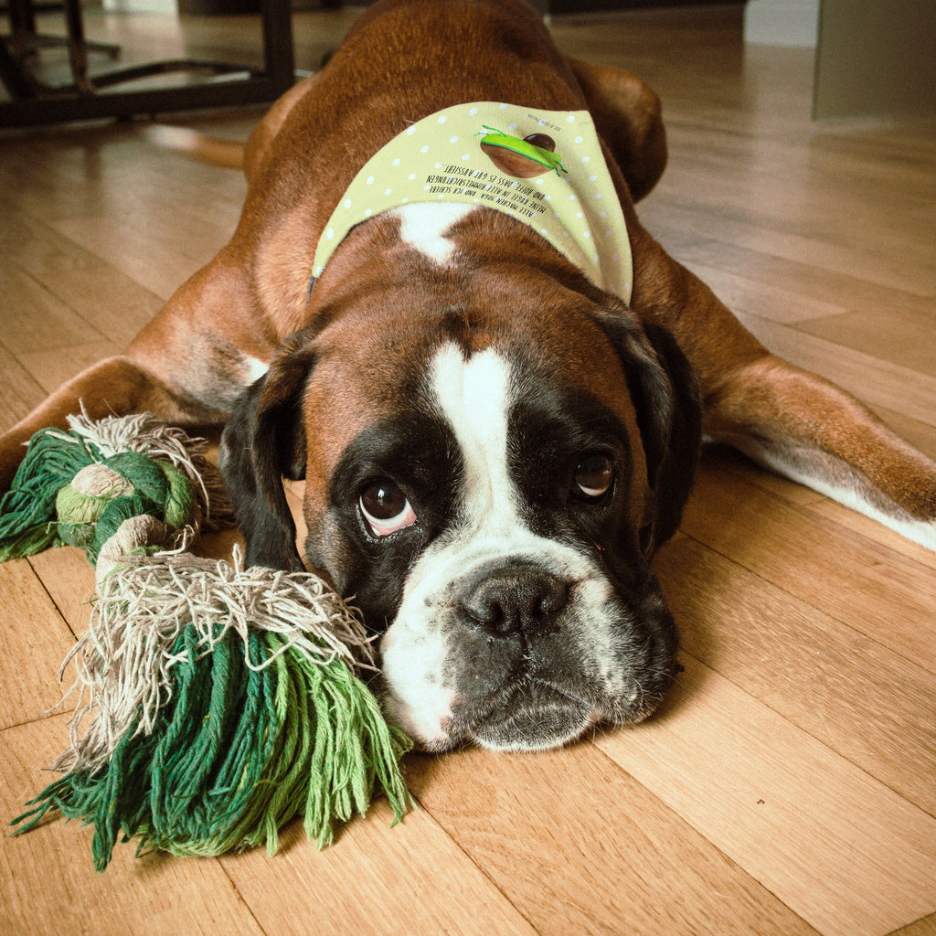 Hundehalstuch Avocado Yoga